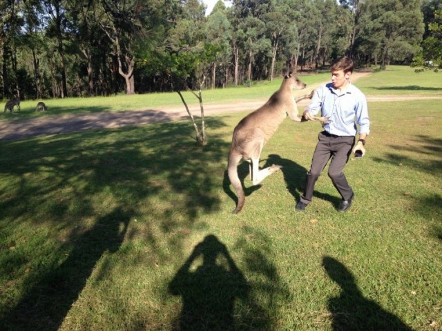 Boxing Kangaroo with Jordan Chapman
